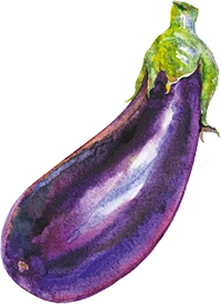 sudnsol aubergine animation logo accueil