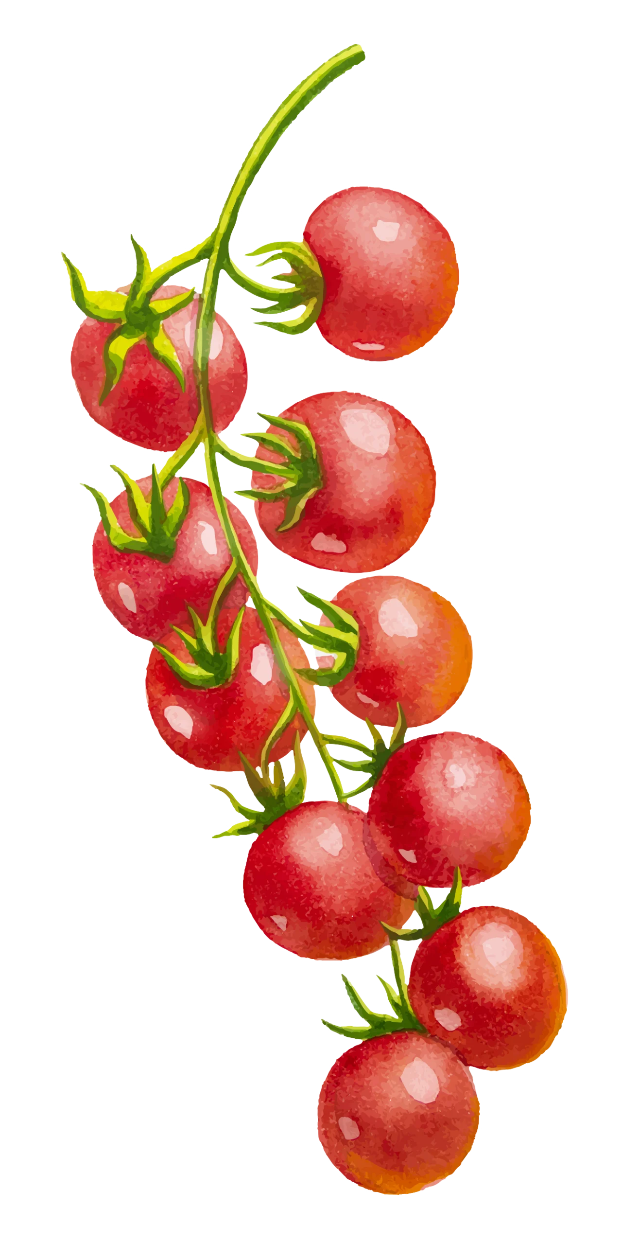 sudnsol grappe tomates cerises