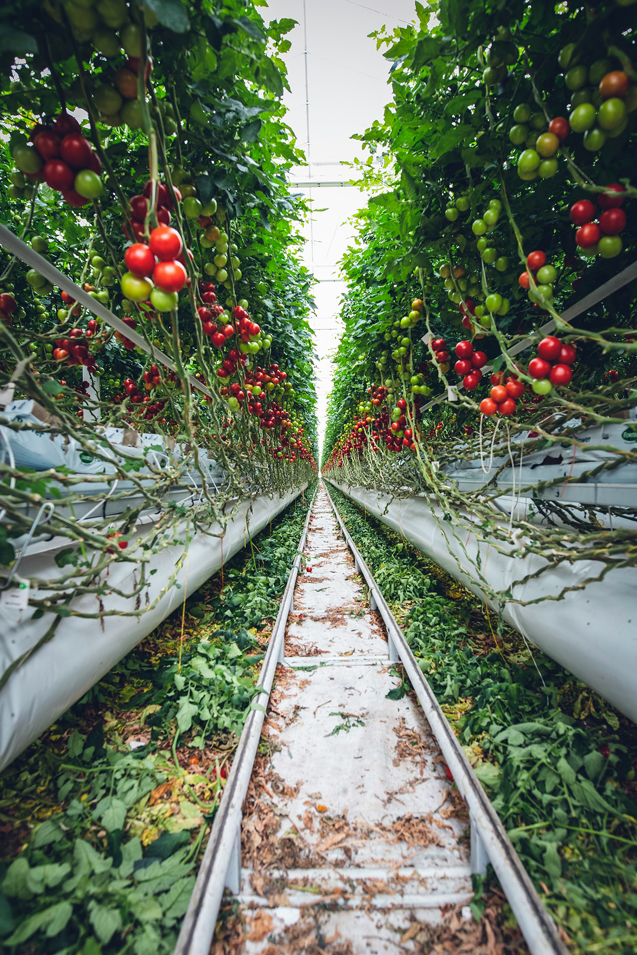 sudnsol serre tomates